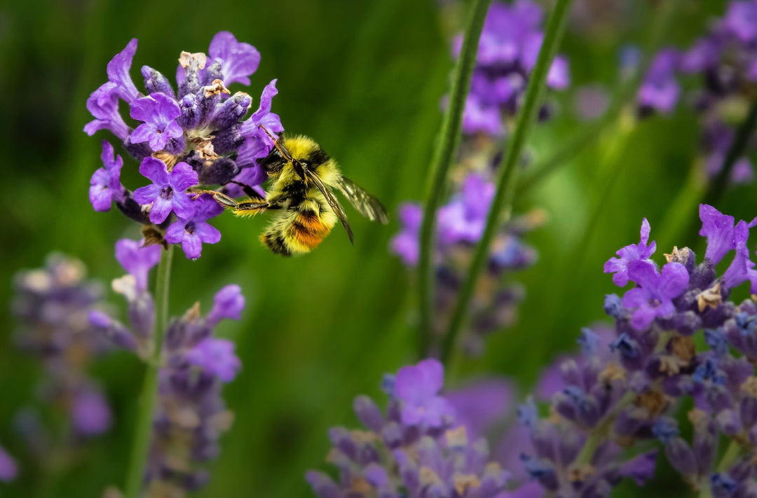 5 easy tips for a bee-friendly garden - Green Tulip