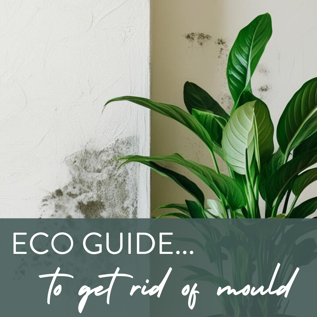 Eco-Friendly Ways to Get Rid of Mould - Green Tulip