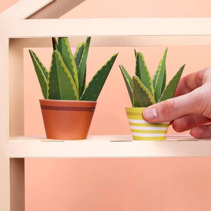 Make Your Own Healing Aloe Vera Plants