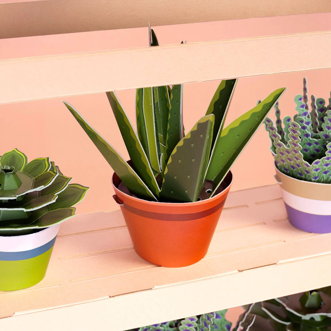 Make Your Own Healing Aloe Vera Plants