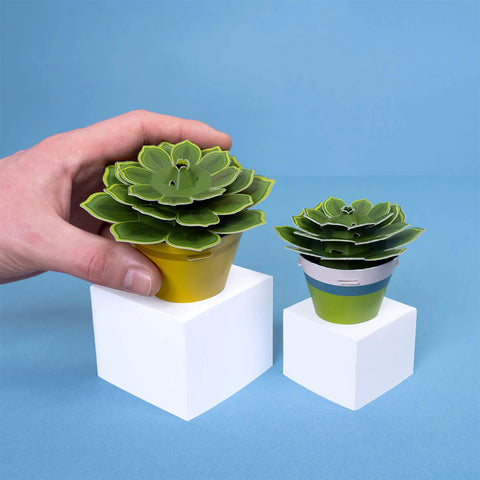 Make Your Own Soothing Succulents