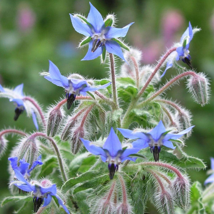 Cocktail Herbs Seed Set