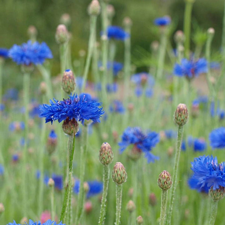 Edible Flower Seed Set