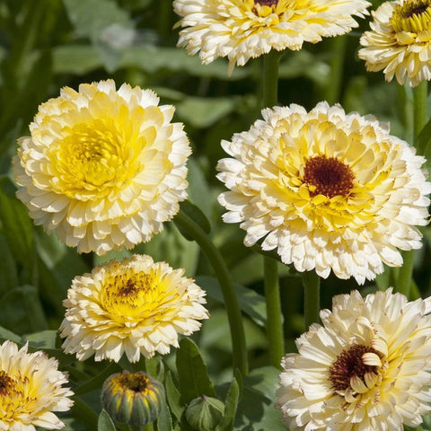 Edible Flower Seed Set