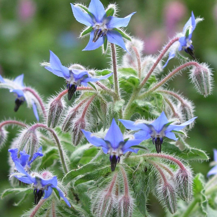 Pollinator Seed Set